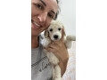 standard-pudle-small-4