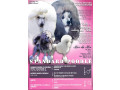 standard-pudle-small-2