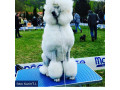 standard-pudle-small-0