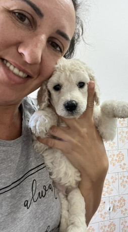 standard-pudle-big-4