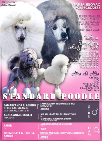 standard-pudle-big-2