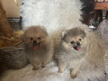 pomeranac-boo-pomeranci-small-1