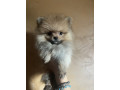 pomeranac-boo-pomeranci-small-3