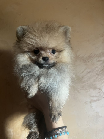 pomeranac-boo-pomeranci-big-3