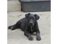 cane-corse-stenci-small-4
