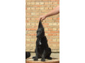 cane-corse-stenci-small-3