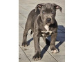 american-bully-xl-small-2