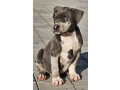 american-bully-xl-small-0