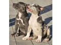 american-bully-xl-small-4