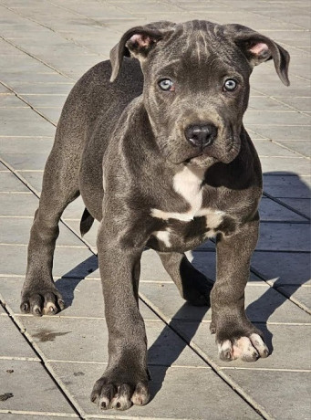 american-bully-xl-big-2